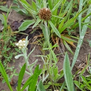 Euchiton involucratus at Franklin, ACT - 7 Oct 2020