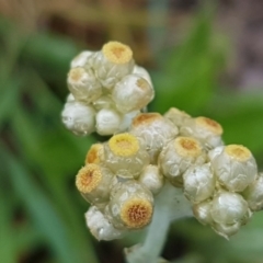 Pseudognaphalium luteoalbum (Jersey Cudweed) at Palmerston, ACT - 7 Oct 2020 by trevorpreston