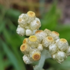 Pseudognaphalium luteoalbum (Jersey Cudweed) at Palmerston, ACT - 7 Oct 2020 by tpreston