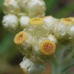 Pseudognaphalium luteoalbum at Palmerston, ACT - 7 Oct 2020