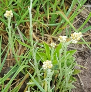 Pseudognaphalium luteoalbum at Palmerston, ACT - 7 Oct 2020