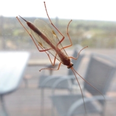 Ichneumonidae (family) (Unidentified ichneumon wasp) at Rugosa - 6 Oct 2020 by SenexRugosus