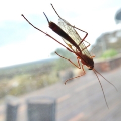 Ichneumonidae (family) at Yass River, NSW - 6 Oct 2020