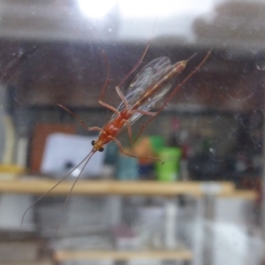 Ichneumonidae (family) at Yass River, NSW - 6 Oct 2020