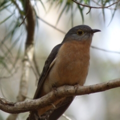 Cacomantis flabelliformis (Fan-tailed Cuckoo) at Murrah State Forest - 30 Sep 2020 by JackieLambert