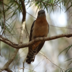 Cacomantis flabelliformis at Murrah Flora Reserve - 30 Sep 2020