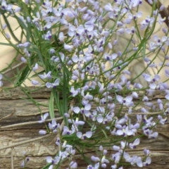 Comesperma volubile (Love Creeper) at Murrah State Forest - 30 Sep 2020 by JackieLambert