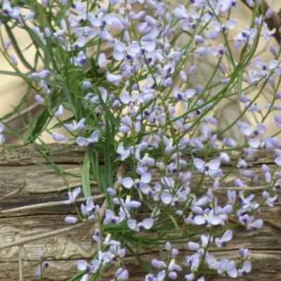 Comesperma volubile (Love Creeper) at Cuttagee, NSW - 30 Sep 2020 by JackieLambert