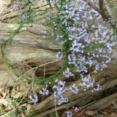 Comesperma volubile at Murrah Flora Reserve - 30 Sep 2020 12:10 PM