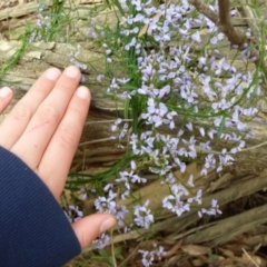 Comesperma volubile at Murrah Flora Reserve - 30 Sep 2020