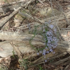 Comesperma volubile at Murrah Flora Reserve - 30 Sep 2020 12:10 PM