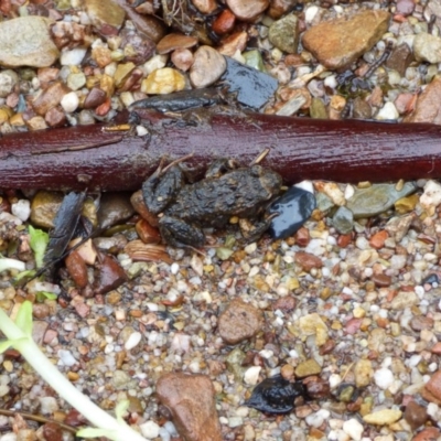 Uperoleia laevigata (Smooth Toadlet) at Biamanga National Park - 30 Sep 2020 by JackieLambert