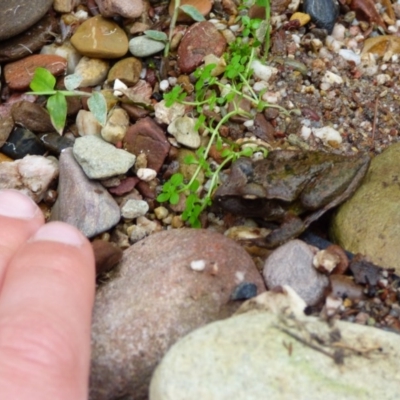 Unidentified Frog at Murrah, NSW - 30 Sep 2020 by JackieLambert