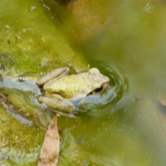 Litoria lesueuri at Biamanga National Park - 30 Sep 2020 by Jackie Lambert