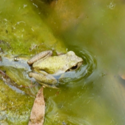 Litoria lesueuri at Murrah, NSW - 30 Sep 2020 by Jackie Lambert