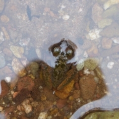 Unidentified Frog (TBC) at Biamanga National Park - 30 Sep 2020 by Jackie Lambert