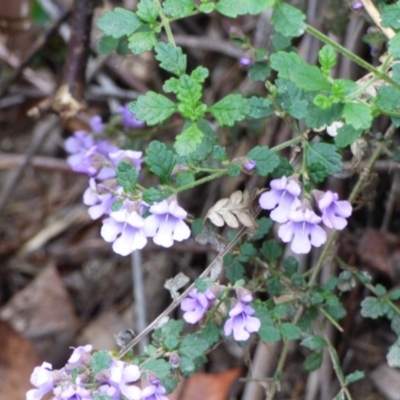 Prostanthera incisa (Cut-leaf Mint-bush) at Murrah State Forest - 30 Sep 2020 by JackieLambert