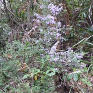 Prostanthera incisa at Murrah Flora Reserve - 30 Sep 2020