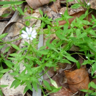 Stellaria flaccida (Forest Starwort) at Biamanga National Park - 30 Sep 2020 by JackieLambert