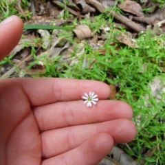 Stellaria flaccida at Murrah, NSW - 30 Sep 2020 12:49 PM