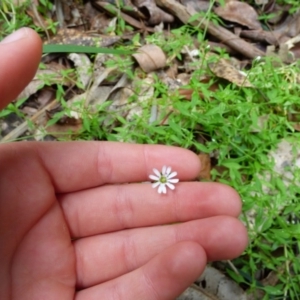 Stellaria flaccida at Murrah, NSW - 30 Sep 2020