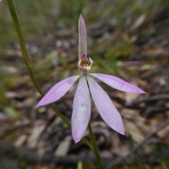 Caladenia carnea (Pink Fingers) at Yass River, NSW - 6 Oct 2020 by SenexRugosus