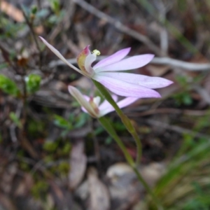 Caladenia carnea at Yass River, NSW - suppressed