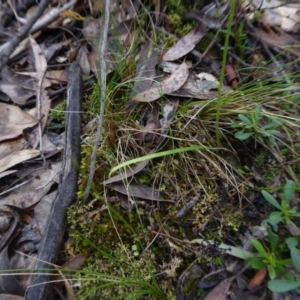 Caladenia carnea at Yass River, NSW - suppressed