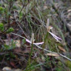 Caladenia carnea at Yass River, NSW - suppressed