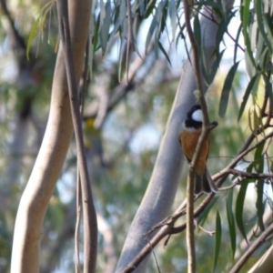 Pachycephala rufiventris at Mogilla, NSW - 2 Oct 2020