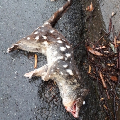 Dasyurus maculatus (Spotted-tailed Quoll) at Buckenbowra, NSW - 7 Oct 2020 by PaulMartin