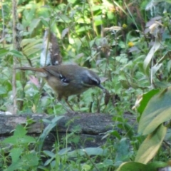 Sericornis frontalis (White-browed Scrubwren) at Mogilla, NSW - 2 Oct 2020 by Jackie Lambert