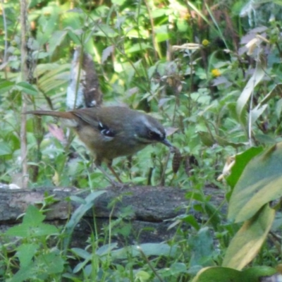 Sericornis frontalis (White-browed Scrubwren) at Mogilla, NSW - 2 Oct 2020 by Jackie Lambert