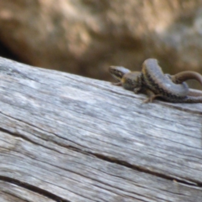 Eulamprus heatwolei (Yellow-bellied Water Skink) at Mogilla, NSW - 2 Oct 2020 by Jackie Lambert