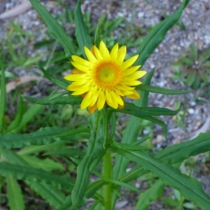 Xerochrysum bracteatum at Mogilla, NSW - 2 Oct 2020