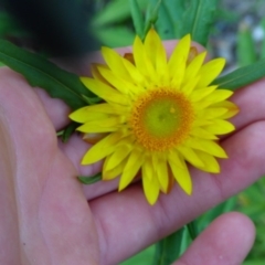 Xerochrysum bracteatum at Mogilla, NSW - 2 Oct 2020