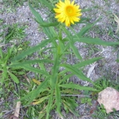 Xerochrysum bracteatum at Mogilla, NSW - 2 Oct 2020