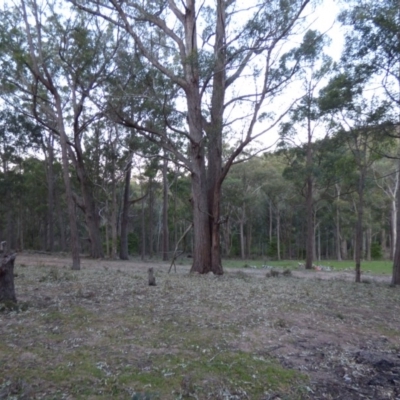 Eucalyptus sp. (A Gum Tree) at Mogilla, NSW - 2 Oct 2020 by JackieLambert