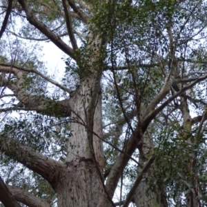 Eucalyptus sp. at Mogilla, NSW - 2 Oct 2020