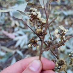 Eucalyptus sp. at Mogilla, NSW - 2 Oct 2020