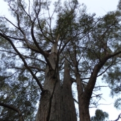 Eucalyptus sp. at Mogilla, NSW - 2 Oct 2020 02:24 PM