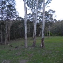 Eucalyptus sp. (A gum tree) at Mogilla, NSW - 2 Oct 2020 by JackieLambert