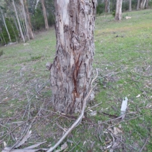 Eucalyptus sp. at Mogilla, NSW - 2 Oct 2020