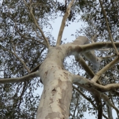 Eucalyptus sp. at Mogilla, NSW - 2 Oct 2020