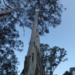Eucalyptus sp. at Mogilla, NSW - 2 Oct 2020