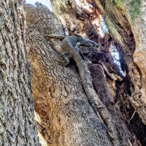 Varanus varius at Big Hill, NSW - suppressed