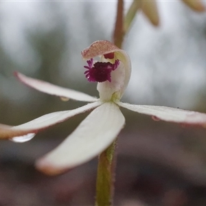 Caladenia cucullata at Point 5815 - 7 Oct 2020