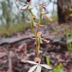 Caladenia cucullata at Point 5815 - 7 Oct 2020