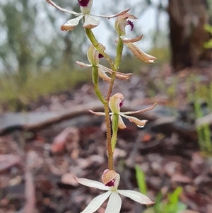 Caladenia cucullata at Point 5815 - 7 Oct 2020