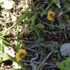 Bossiaea prostrata (Creeping Bossiaea) at Yass River, NSW - 4 Oct 2020 by SenexRugosus